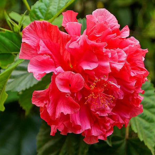 Double Red Shade Hibiscus